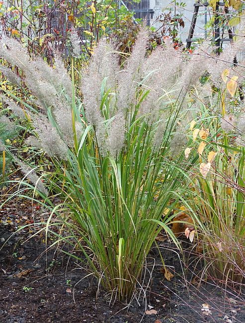 Trzcinnik krótkowłosy Calamagrostis brachytricha