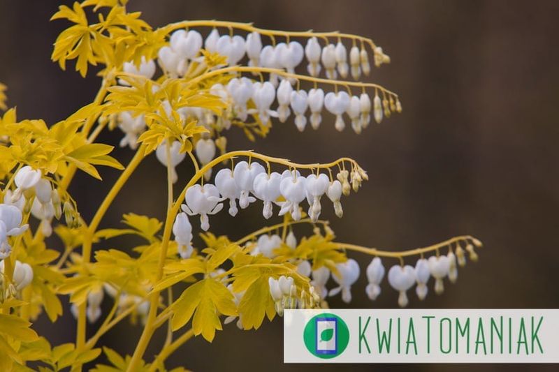 Serduszka &#39;White Gold&#39; Diacentra spectabilis