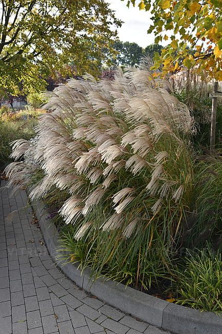 Miskant chiński &#39;Graciella&#39; Miscanthus sinensis