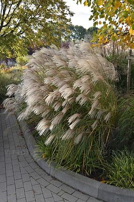 Miskant chiński &#39;Graciella&#39; Miscanthus sinensis