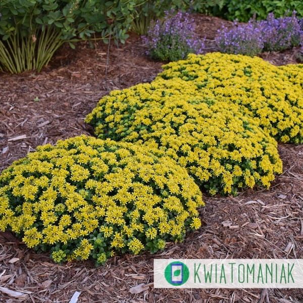 Rozchodnik &#39;Little Miss Sunshine&#39; Sedum hybrida