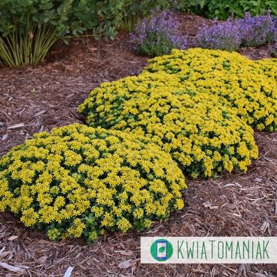 Rozchodnik &#39;Little Miss Sunshine&#39; Sedum hybrida