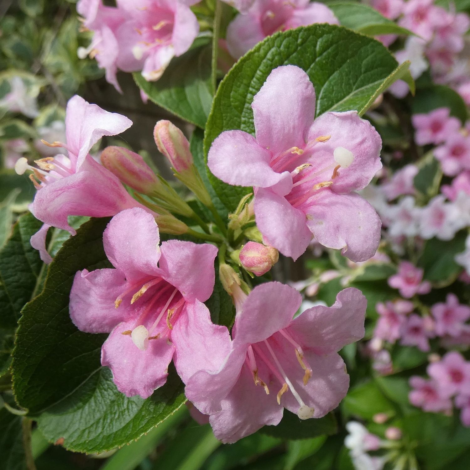 Krzewuszka &#39;Pink Princess&#39; Weigela