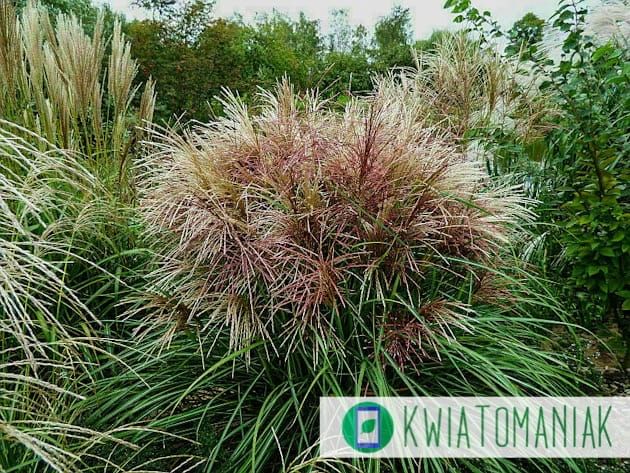 Miskant chiński 'Polonus' Miscanthus sinensis