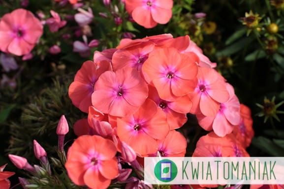 Floks wiechowaty &#39;Flame® Coral&#39; Phlox paniculata