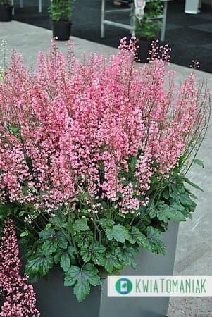 Żuraweczka &#39;Pink Revolution&#39; Heucherella hybrida