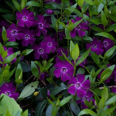 Barwinek &#39;Atropurpurea&#39; Vinca