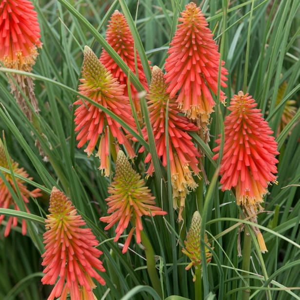 Trytoma &#39;Poco Red&#39; Kniphofia hybrida
