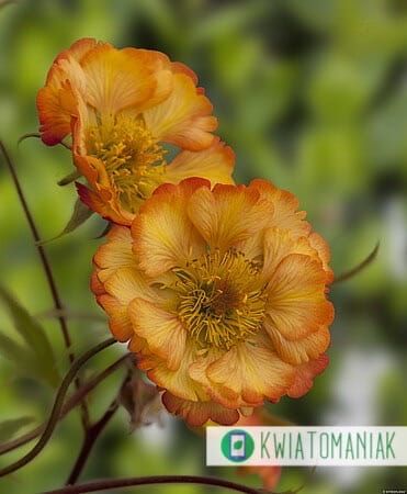 Kuklik &#39;Nonna&#39; Geum hybrida