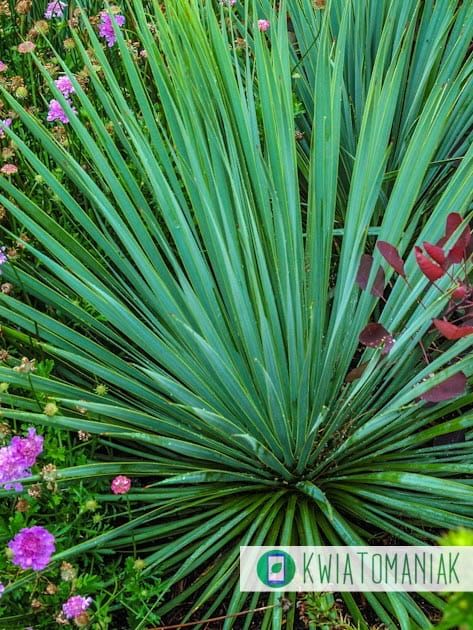 Juka &#39;Sapphire Skies&#39; Yucca rostrata