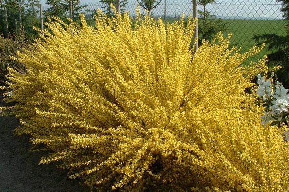 Żarnowiec 'Luna' Cytisus scoparius