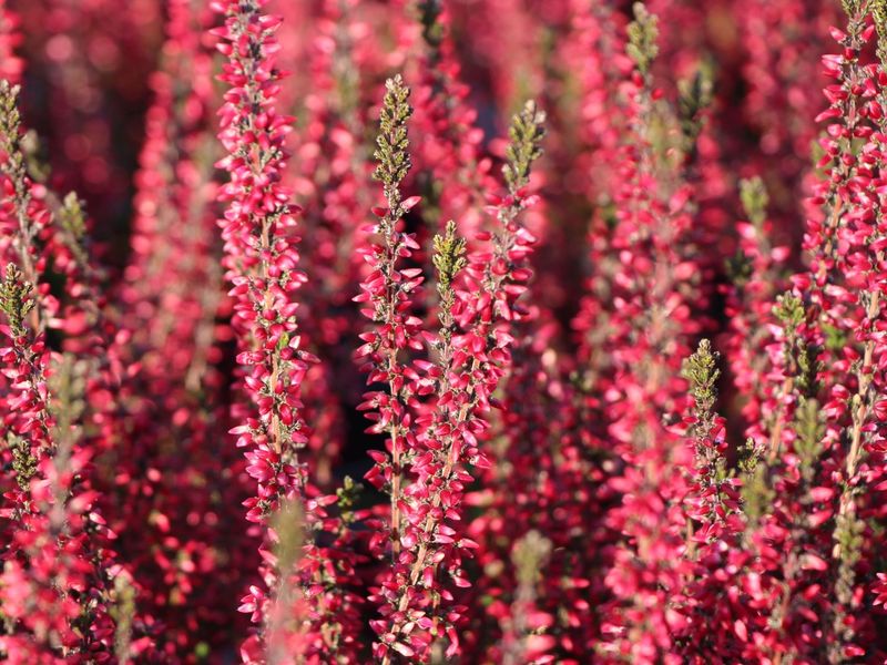 Wrzos czerowny Beauty Ladies® Calluna vulgaris