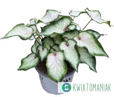 Caladium White Wonder Liście jak z obrazka