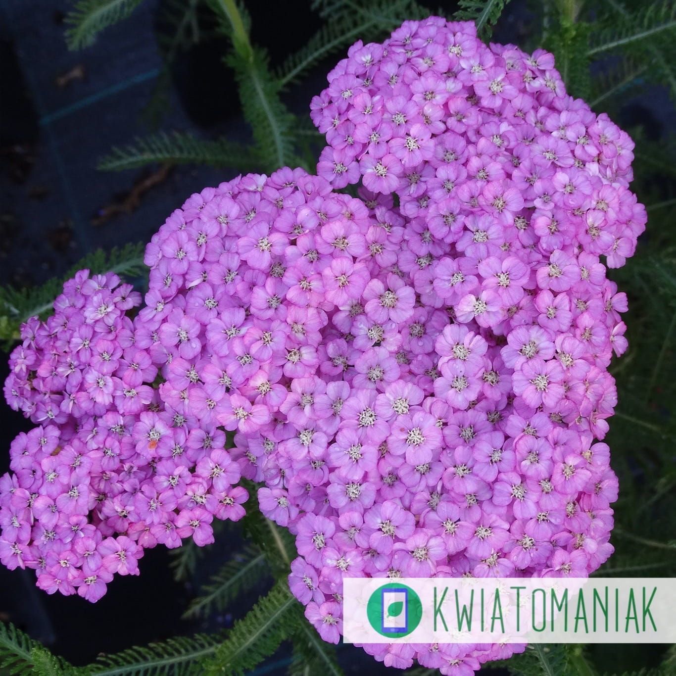 Krwawnik &#39;Appleblossom&#39; Achillea millefolium