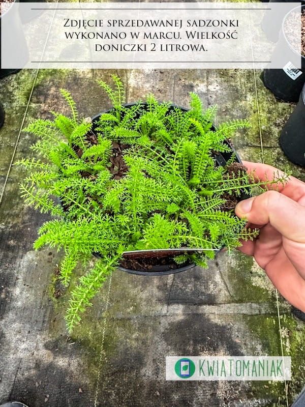 Krwawnik &#39;SummerWine&#39; Achillea millefolium