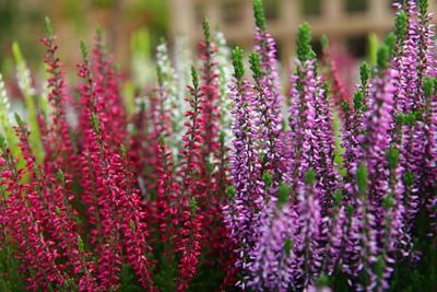 Wrzos kolorowy Beauty Ladies® Trio Red-Lila-White Calluna vulgaris