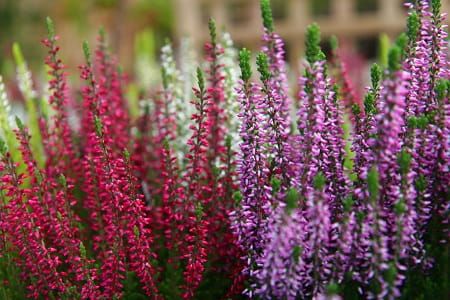 Wrzos kolorowy Beauty Ladies® Trio Red-Lila-White Calluna vulgaris