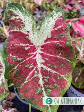 Caladium Down to Dusk Liście jak z obrazka