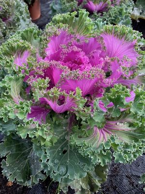Kapusta ozdobna fioletowa karbowane liście Brassica oleracea