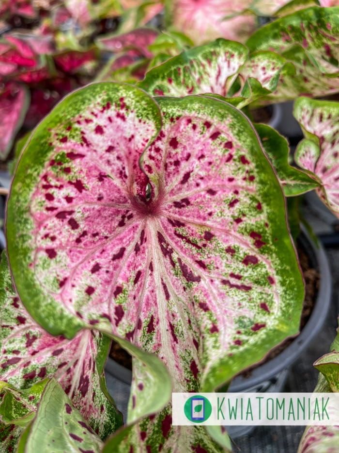 Caladium Heart and Soul Liście jak z obrazka