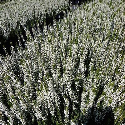 Wrzos biały Garden Girls® Calluna vulgaris