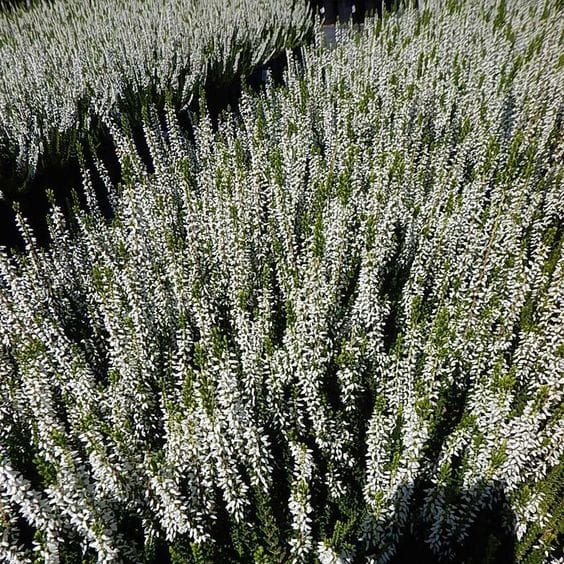 Wrzos biały Garden Girls® Calluna vulgaris