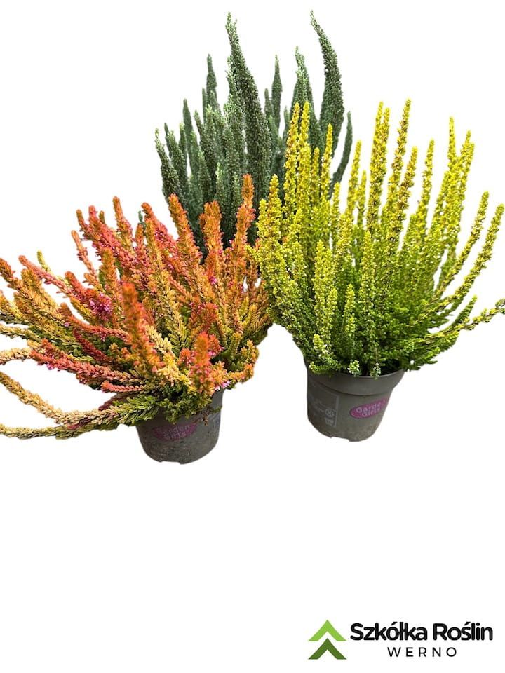 Wrzos żółty Garden Girls® Calluna vulgaris