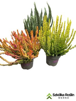 Wrzos żółty Garden Girls® Calluna vulgaris