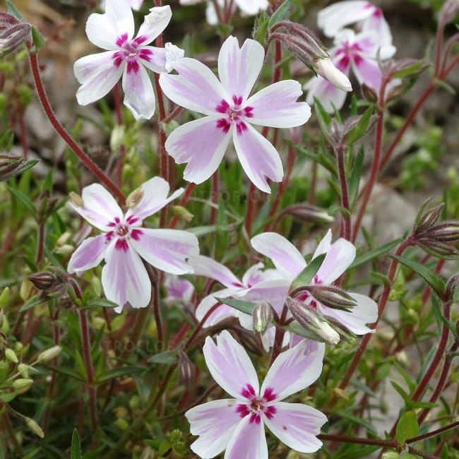 Floks płożący &#39;Candy Stripes&#39; Phlox subulata