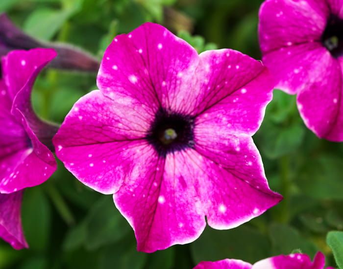 Petunia zwisająca Różane niebo Petunia hybrida