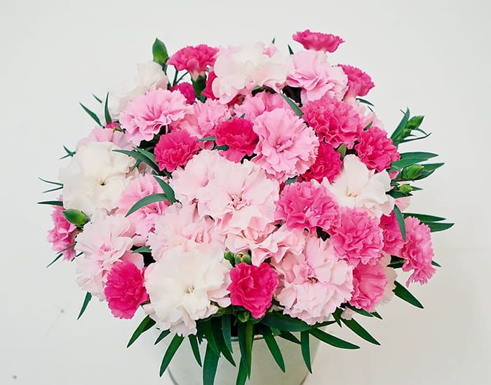 Goździk 'I♥U' Dianthus hybrida