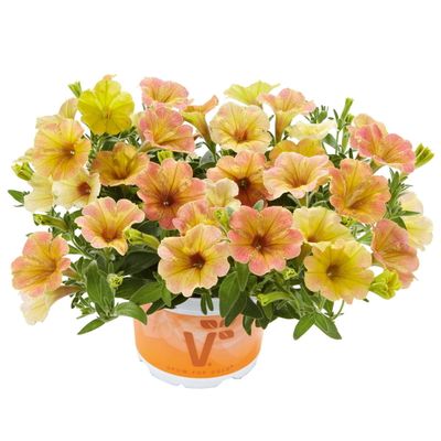 Petunia zwisająca Mango Petunia hybrida