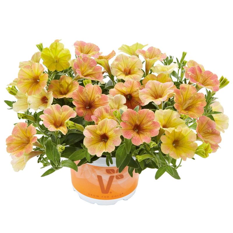 Petunia zwisająca Mango Petunia hybrida