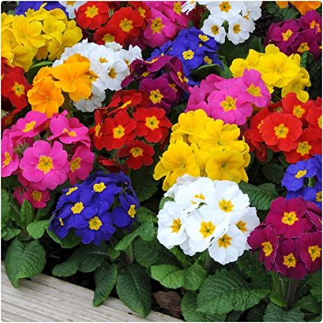 Pierwiosnek mix kolorów Primula acaulis