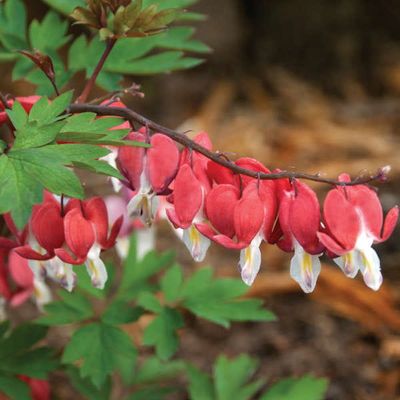 Serduszka &#39;Valentine®&#39; Dicentra spectabilis