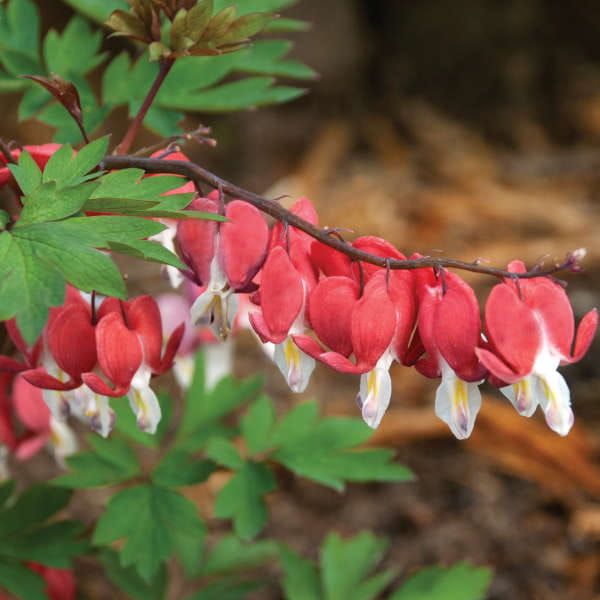 Serduszka &#39;Valentine®&#39; Dicentra spectabilis