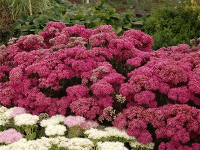 Rozchodnik 'Mr. Goodbud' Sedum telephium