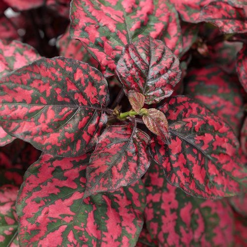 Smocze liście Niedośpian &#39;Hippo Red&#39; Hypoestes