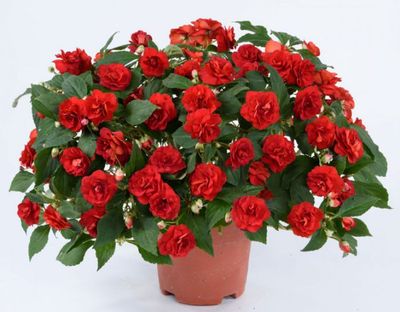 Niecierpek różyczkowy królewski czerwony Impatiens