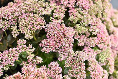 Rozchodnik &#39;SunSparkler® Lime Zinger&#39; Sedum hybrida