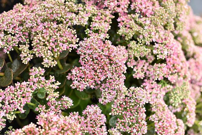 Rozchodnik &#39;SunSparkler® Lime Zinger&#39; Sedum hybrida