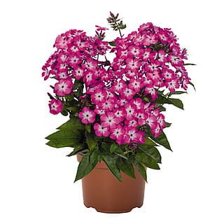 Floks wiechowaty &#39;Flame® Light Pink&#39; Phlox paniculata