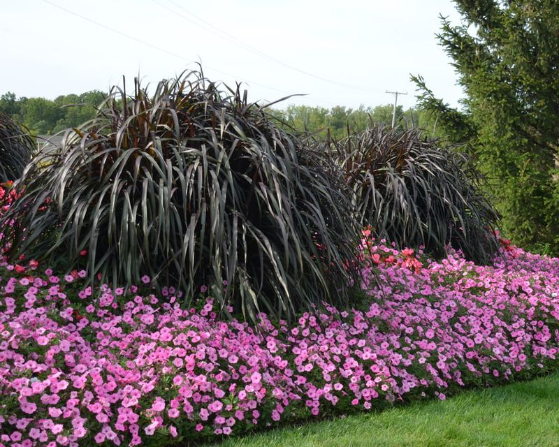 Rozplenica słoniowa 'Vertigo' Pennisetum purpureum