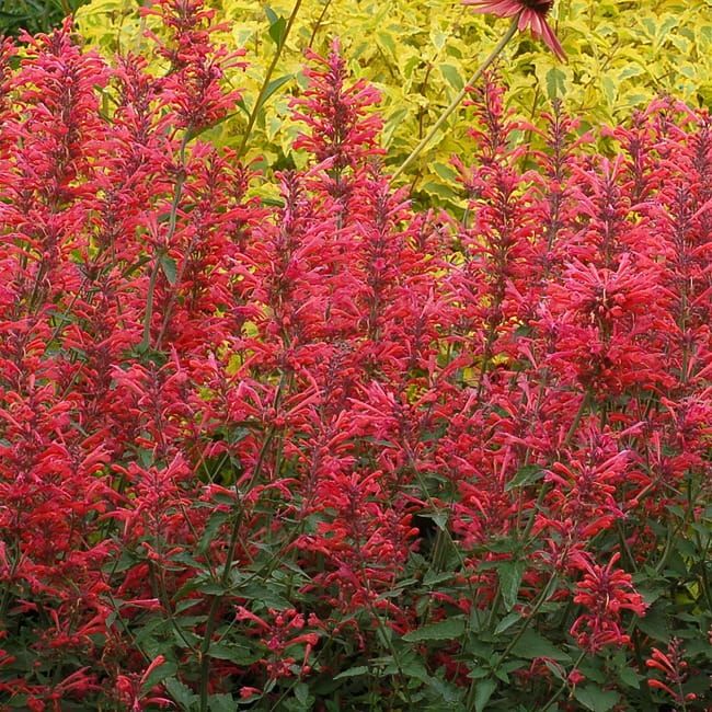 Kłosowiec &#39;Kudos Coral&#39; Agastache hybrida