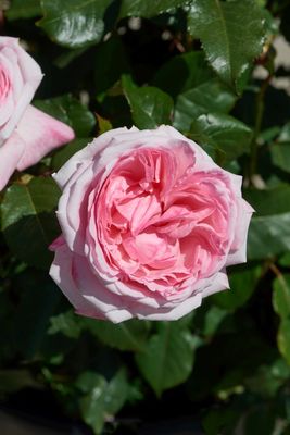 Róża stojąca &#39;Renaissance® Marlis™ Poulren030(N)&#39; Rosa hybrida