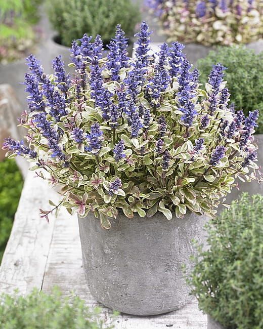 Dąbrówka &#39;Princess Nadia&#39; Ajuga