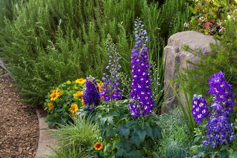 Ostróżka &#39;Excalibur Dark blue white bee&#39; Delphinium hybrida