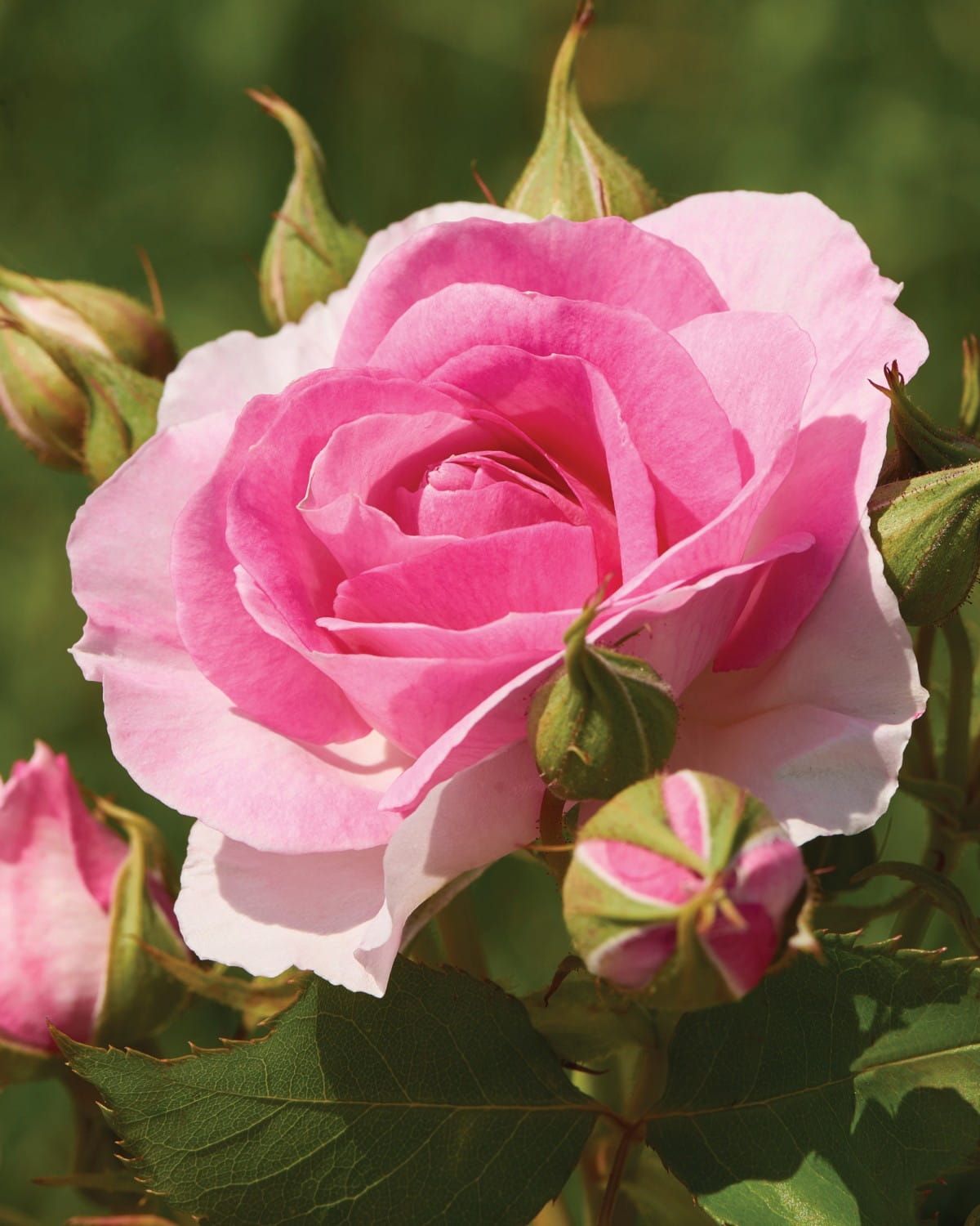 Róża stojąca &#39;Castle® Conway™ Poulcas062(N)&#39; Rosa hybrida