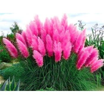 Trawa pampasowa różowa &#39;Rosea&#39; Cortaderia