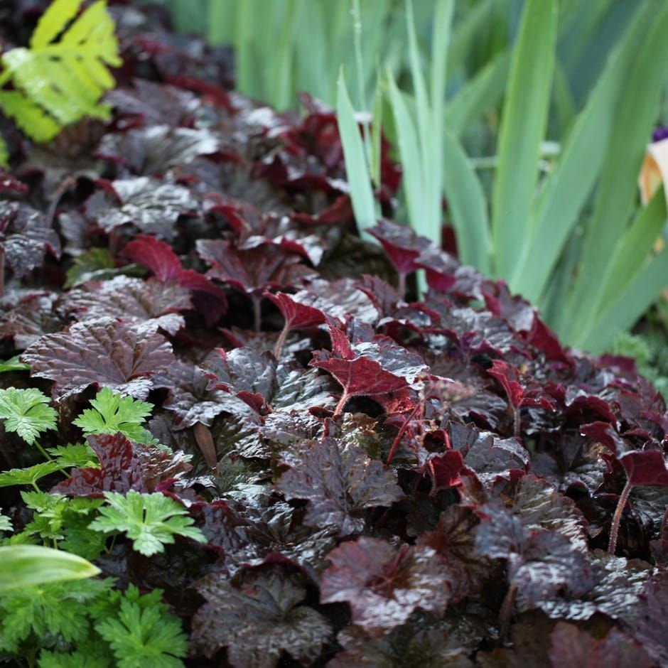 Żurawka 'Purple Palace' Heuchera